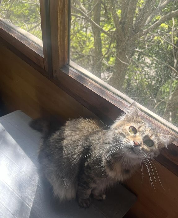 Кошечка ищет семью