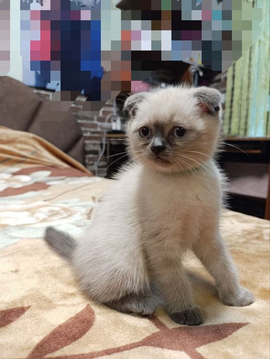 Продаються кошенята