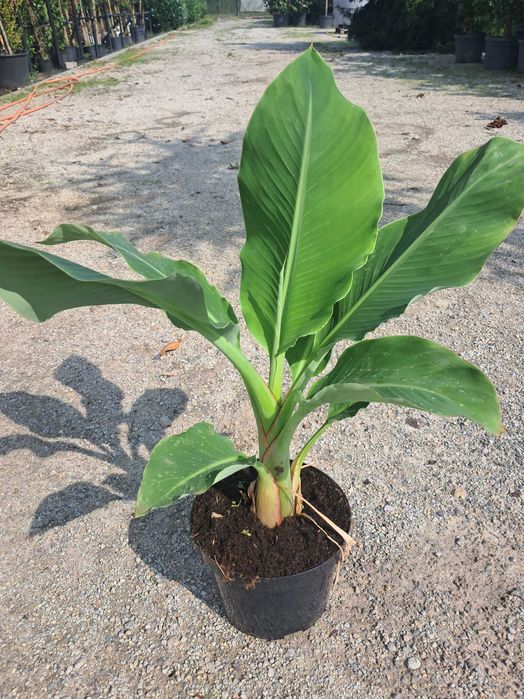 Bananowiec Musa Basjoo, Maurelli, Lasiocarpa/egzotyk/ogród/taras