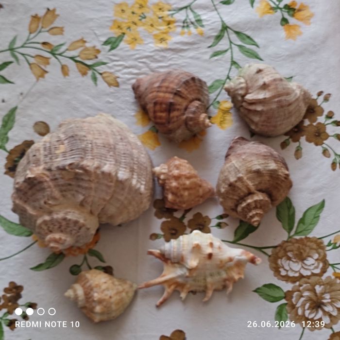Ракушки  ракушки