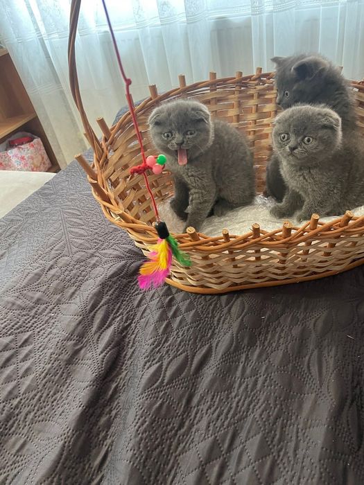Висловухі котята