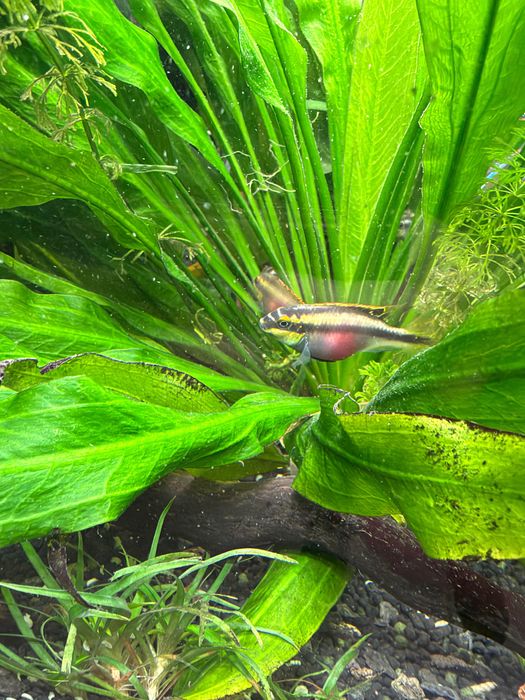 Crias de Kribensis 3/4/5cm desde 1,80€