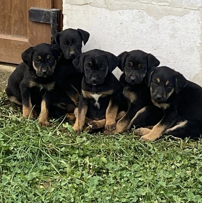 малі цюценята (дівчатка),порода карпатська Гонча.відамо без платно.