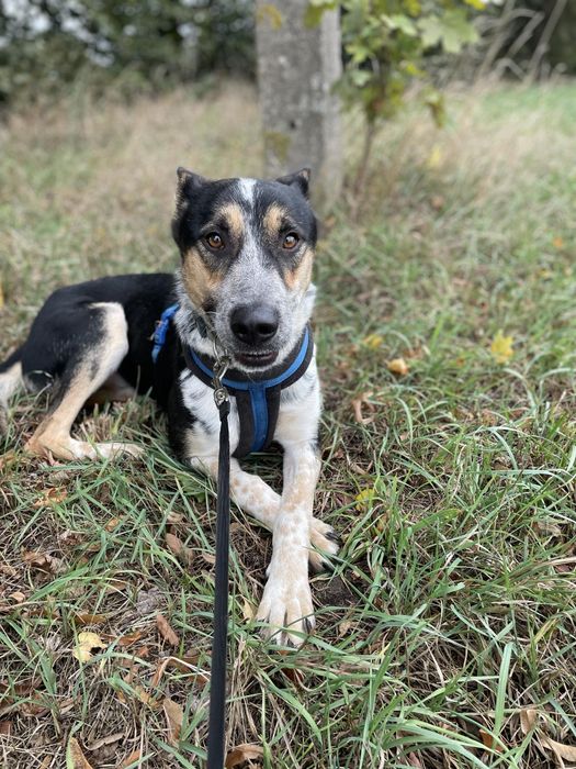 Baster pies do adopcji