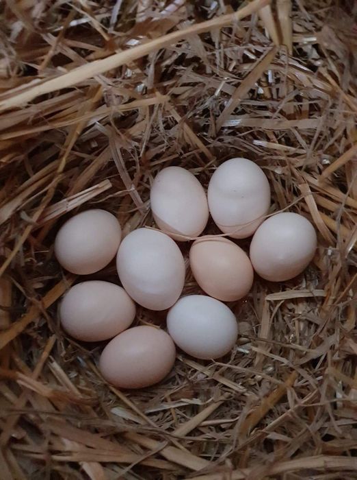 Jajka jaja z wolnego wybiegu