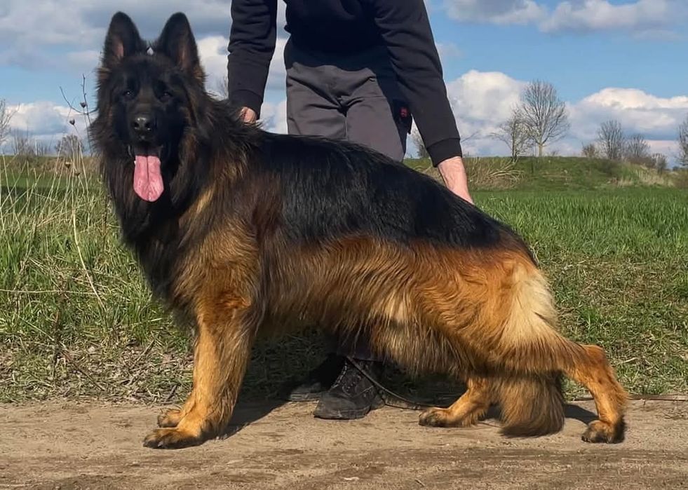 Owczarek Niemiecki Długowłosy SZCZENIAKI  - WIOSNA 2026 REZERWACJA