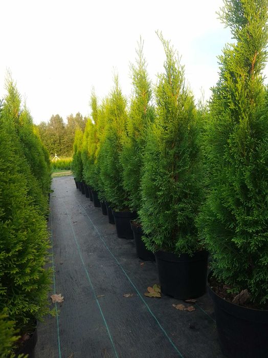 THUJA SZMARAGD 110-120 cm | Doniczka 10L | Producent