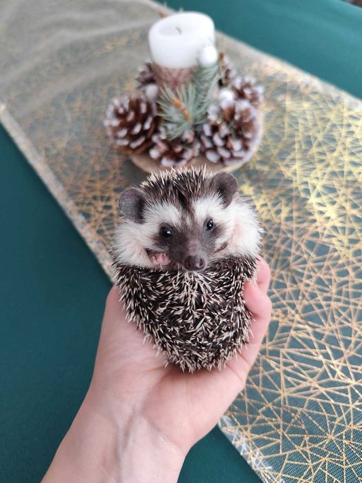 Jeż, jeże, jeżyk,  jeżyki, Książeczka zdrowia, Wyprawka, Rodowód