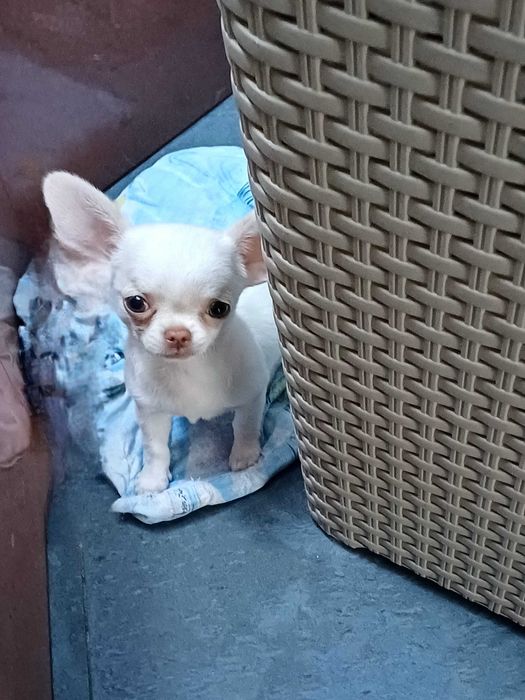 Biała Śliczna Mini Dziewczynka