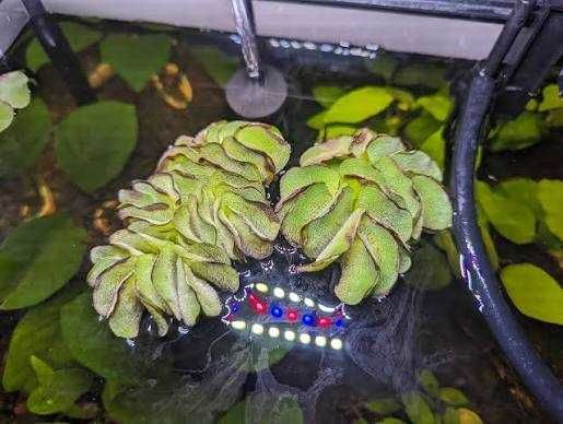 Salvinia natans - Plantas para aquário