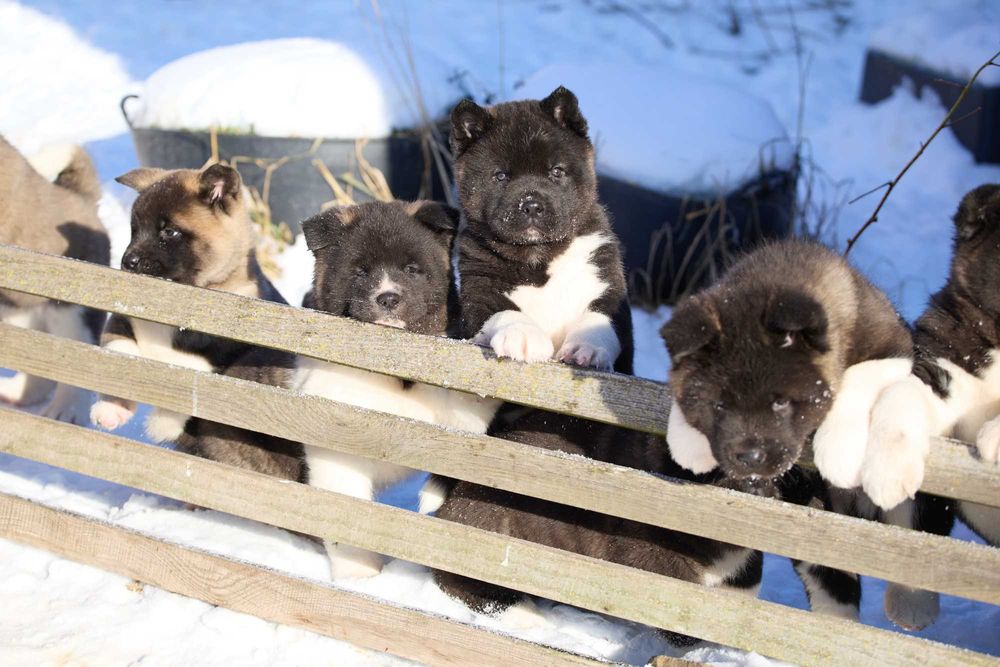 Гарні дітки Американська Акіта у Вінниц