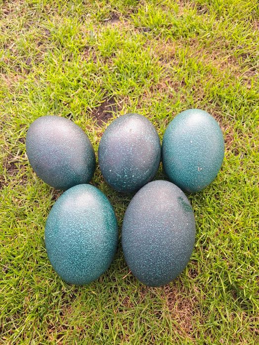 Jajka lęgowe strusi Emu jaja strusie