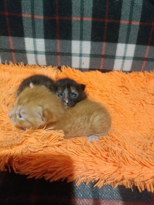Отдам котят бесплатно