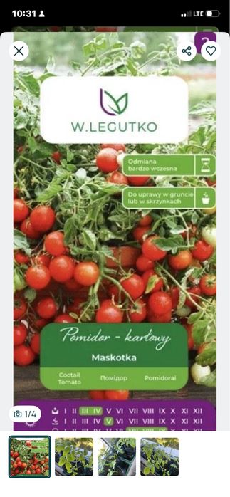 Sprzedam sadzonki Pomidor MALINOWY KAPTUREK malinowe cherry 600szt pomidorów
