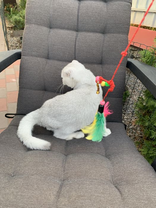 Просто ніжність а не котик !