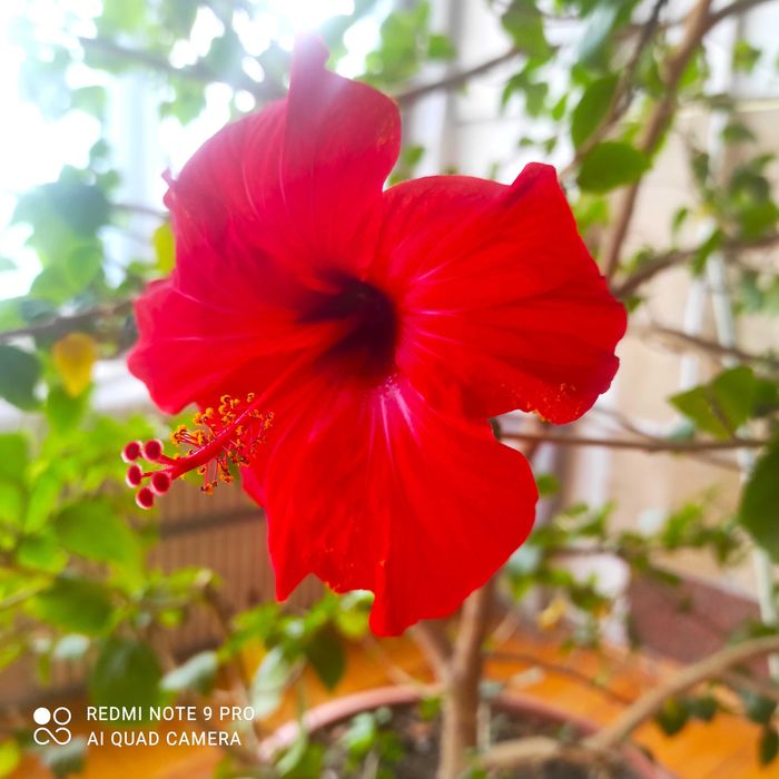 Гібіскус - суданська троянда