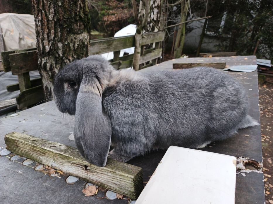 Króliki baran francuski  samiec