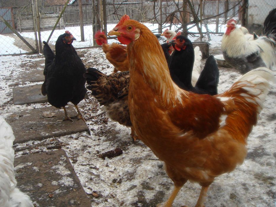 Продам молодих пiвнiв