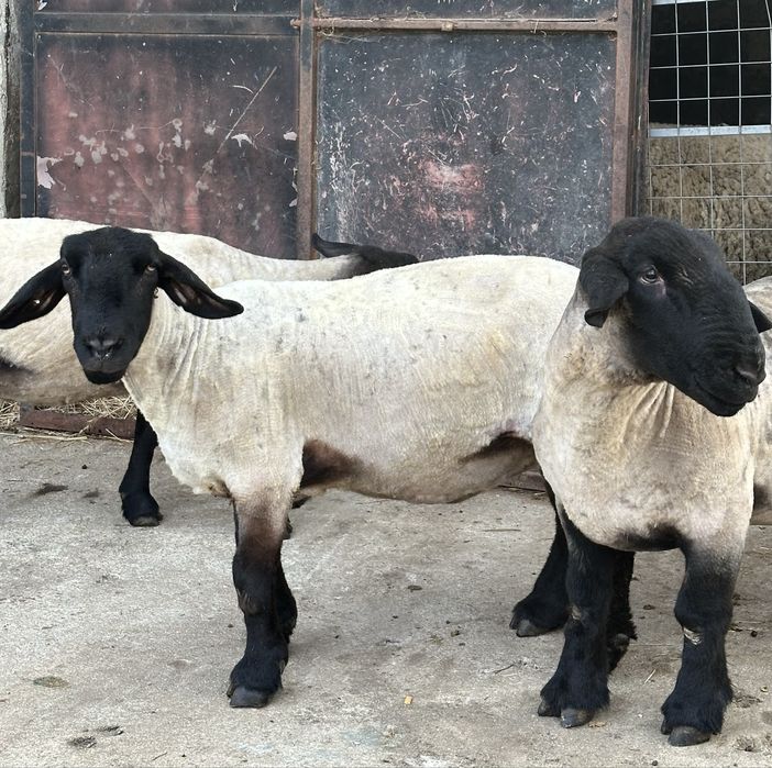 Ovelhas suffolk puras linha inglesa