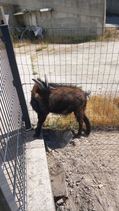 Vendo Cabrito anão