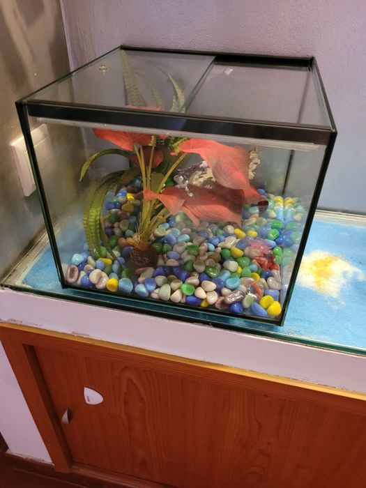 Aquário de peixe