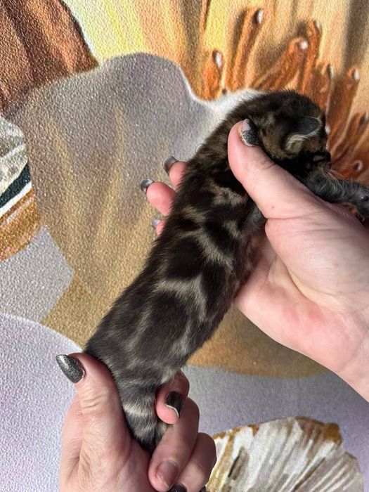 Неймовірні кошенята бенгалів з документами