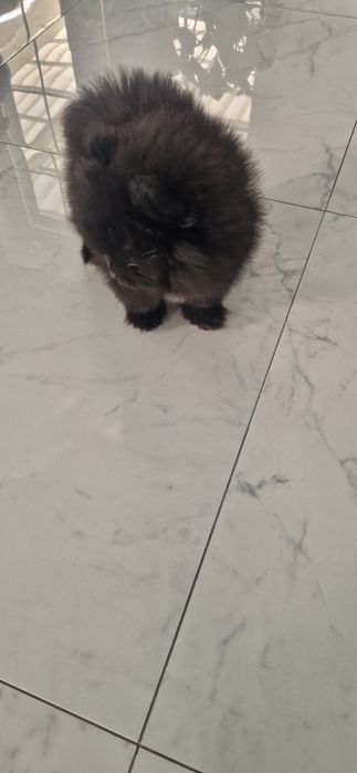 Szpic miniaturowy Pomeranian