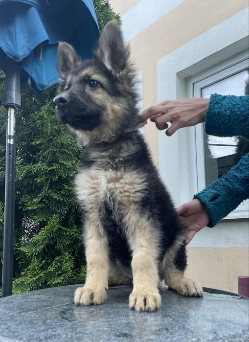 Девочка немецкой овчарки