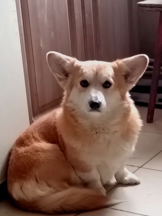 Вельш коргі пемброк