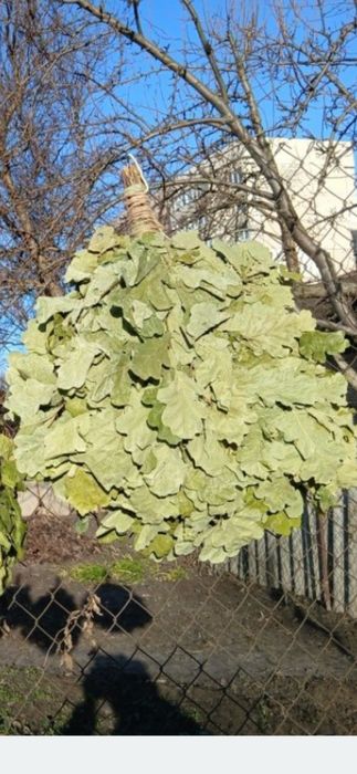 Віники для бані.