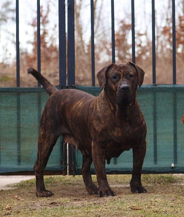 Hodowla Presa Canario! ZKwP/FCI