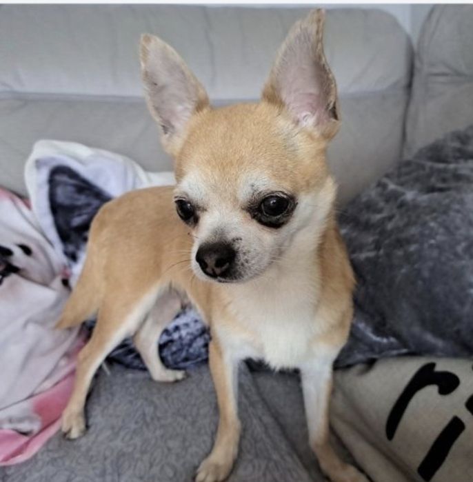 Chihuahua suczka szczeniak