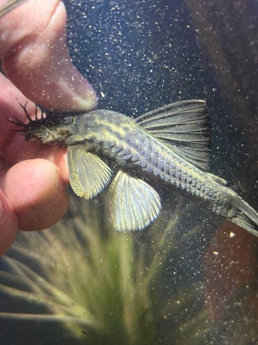 Zbrojnik L267 Ancistrus yanesha POZUZO LegALna WySYŁka