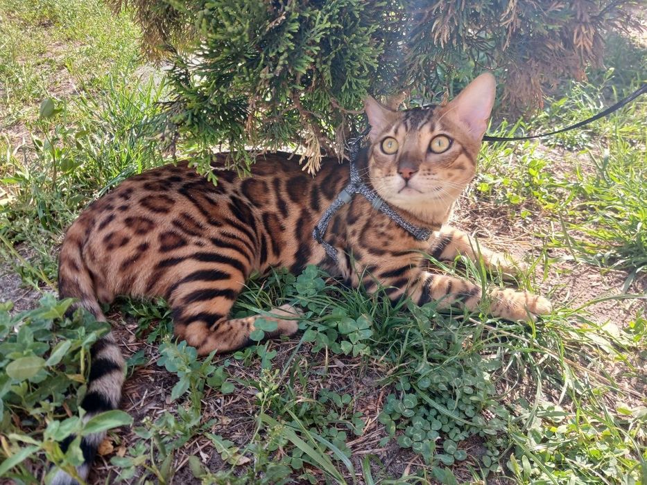 Вязка бенгальский Кот. Бенгал.