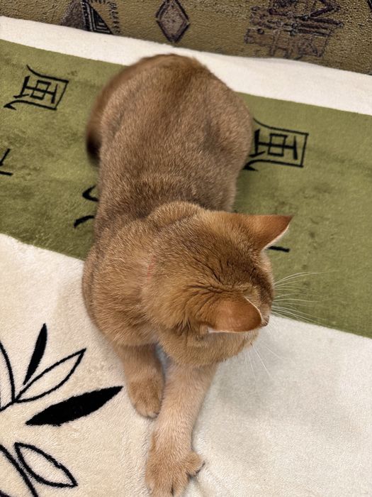 Вязка кота. Случка. Золотая шиншилла чистокровный