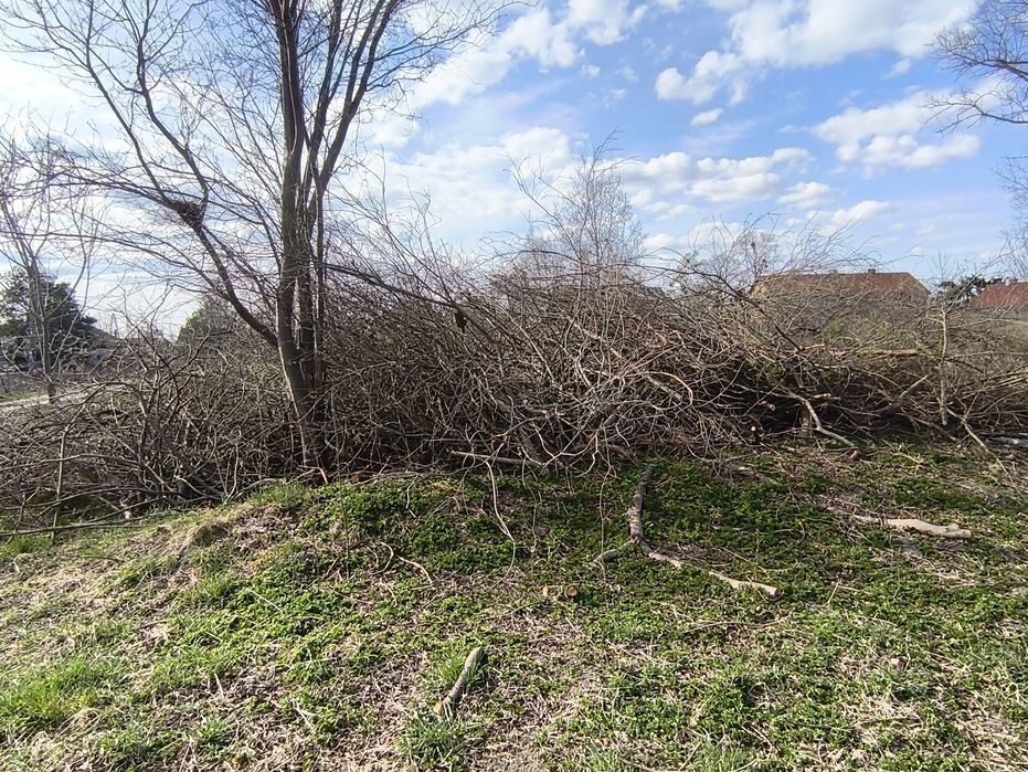 Oddam gałęzie i drzewo na rębak