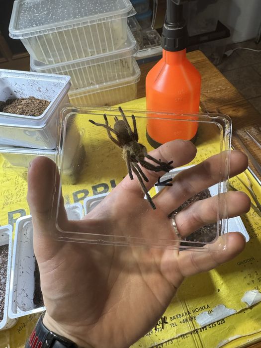 Chilobrachys sp. "Kaeng Krachan" SAMICE podrostki