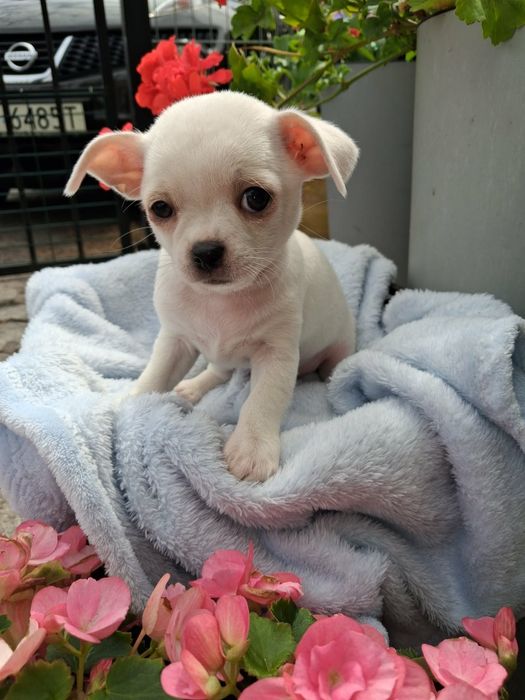 Chihuahua Piesek