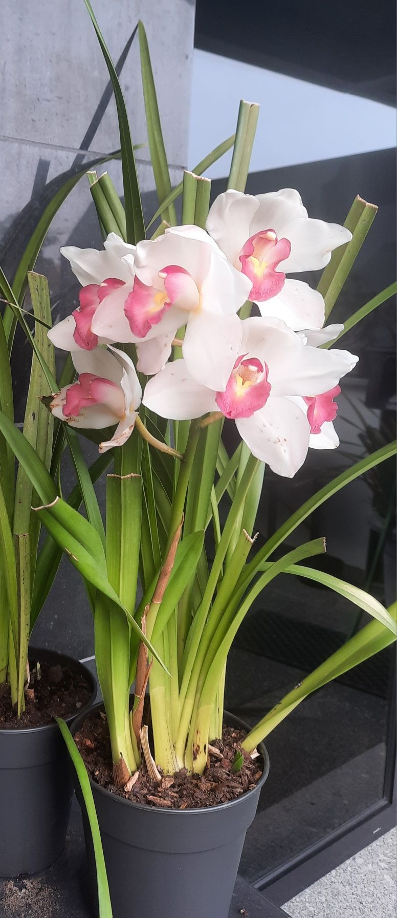 Orquídeas em vaso, várias cores Viseu • OLX Portugal