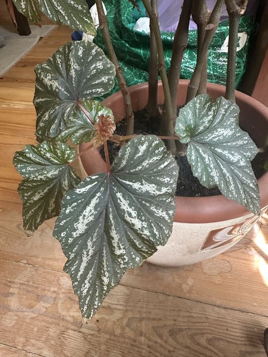 Pé de planta Begónia
