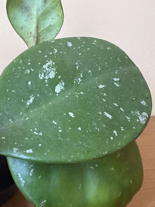Hoya hoja obovata aktywnie rosnąca
