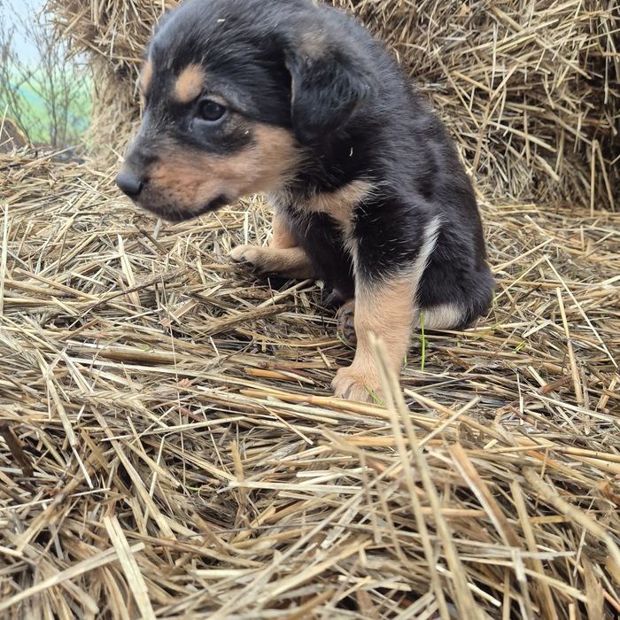 Oddam pieska w dobre ręce