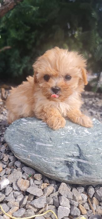 Maltipoo piesek 10 tyg