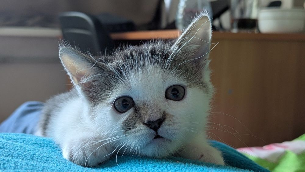 Кошеня, хлопчик, 2.5 міс.