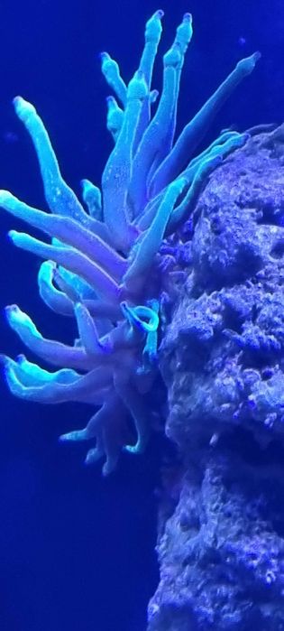 ukwiał Cribrinopsis crassa z własnej hodowli