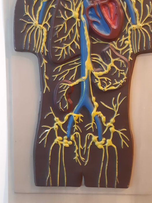 Навчальна та наглядна біологія з листового пластику. Барельєф 2.СРСР.