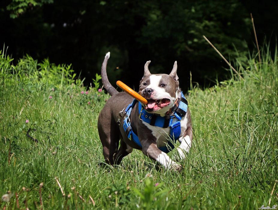 Burbon - amstaff szuka odpowiedniego domu