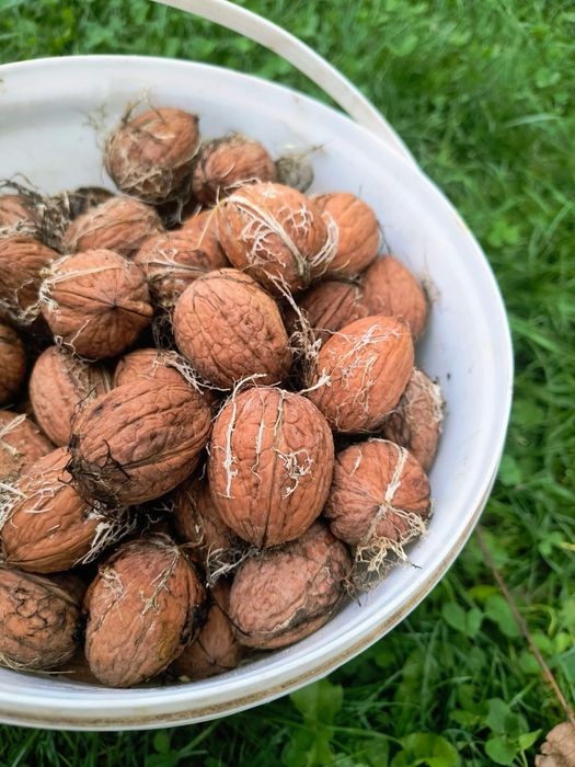 Orzechy Włoskie tegoroczne z przydomowego drzewa 1kg