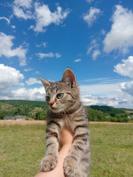 Кошенята дуже красиві, ШУКАЮТЬ ДІМ в добрі руки