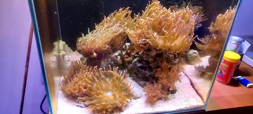 Anémonas bubble para aquario